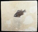 Priscacara Fossil Fish From Wyoming #5969-2